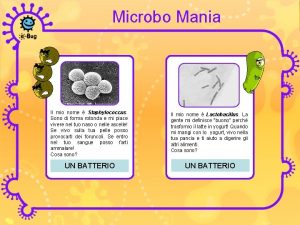 Microbo Mania Il mio nome Staphylococcus Sono di