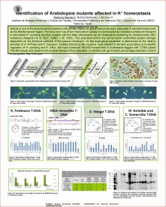 Identification of Arabidopsis mutants affected in K homeostasis