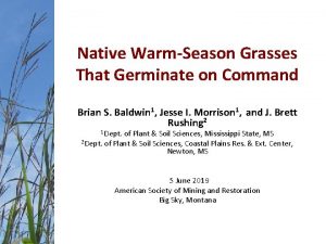 Native WarmSeason Grasses That Germinate on Command Brian