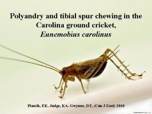 Polyandry and tibial spur chewing in the Carolina