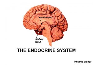 THE ENDOCRINE SYSTEM Regents Biology OBJECTIVES Upon completion