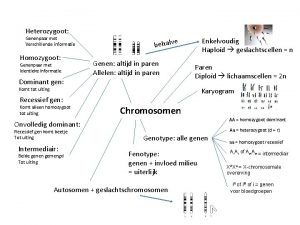 Heterozygoot Genenpaar met Verschillende informatie Homozygoot Genenpaar met