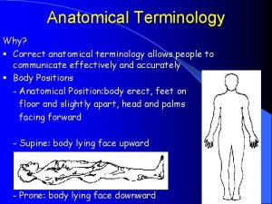 Anatomical Terminology Why Correct anatomical terminology allows people