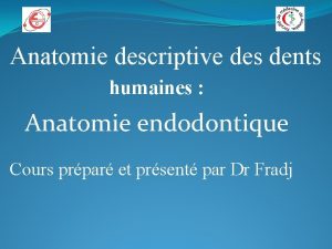 Anatomie descriptive des dents humaines Anatomie endodontique Cours