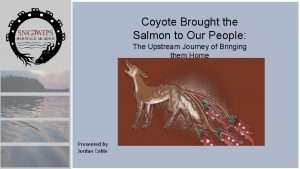 Coyote Brought the Salmon to Our People The