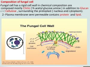 Fungal cell wall