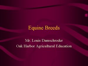 Equine Breeds Mr Louis Damschroder Oak Harbor Agricultural