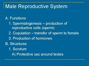 Male Reproductive System A Functions 1 Spermatogenesis production