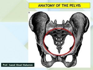 ANATOMY OF THE PELVIS Prof Saeed Abuel Makarem