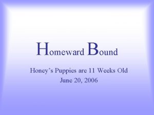 Homeward Bound Honeys Puppies are 11 Weeks Old