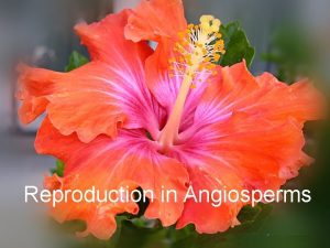 IIX Reproduction in Flowering Plants Reproduction in Angiosperms