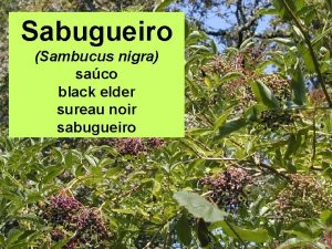 Sabugueiro Sambucus nigra saco black elder sureau noir