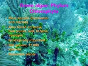 Green algae Phylum Chlorophyta Most aquatic freshwater and