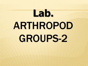 Lab ARTHROPOD GROUPS2 Class Insecta Very important vectors