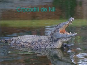 Crocodili de Nil Crocodilii de Nil sunt cele