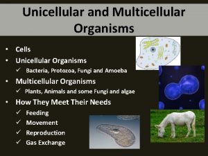 Unicellular and Multicellular Organisms Cells Unicellular Organisms Bacteria