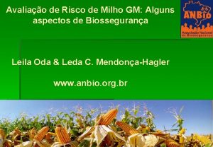 Avaliao de Risco de Milho GM Alguns aspectos