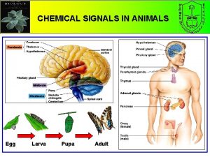 CHEMICAL SIGNALS IN ANIMALS Egg Larva Pupa Adult