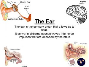 The Ear The ear is the sensory organ