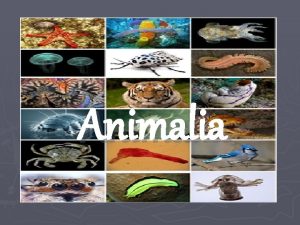 Animalia Distinguishing Characteristics Entirely eukaryotic Completely multicellular Completely