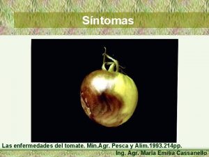 Sntomas Las enfermedades del tomate Min Agr Pesca