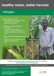 healthy maize better harvest nitrogen Role of nitrogen