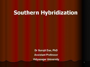 Southern Hybridization Dr Surojit Das Ph D Assistant