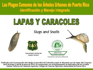 Slugs and Snails International Institute of Tropical Forestry