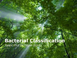 Bacterial Classification Assoc Prof Dr Yeim Grol Free