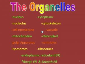 nucleus nucleolus cell membrane cytoplasm cytoskeleton vacuole mitochondria