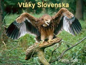 Vtky Slovenska Patrik o Bocian biely Je to