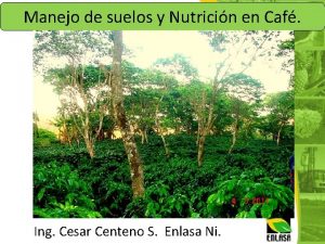 Manejo de suelos y Nutricin en Caf Ing