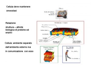 Cellula deve mantenere omeostasi Relazione struttura attivit biologica