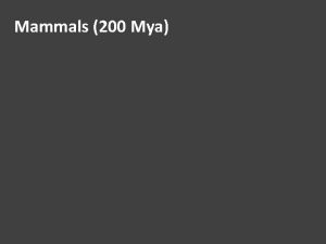 Mammals 200 Mya Mammals 200 Mya Permian Triassic