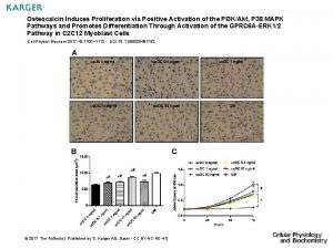 Osteocalcin Induces Proliferation via Positive Activation of the