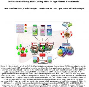 Implications of Long NonCoding RNAs in AgeAltered Proteostasis