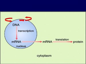 RNA transcript prem RNA Exon 1 Intron Exon