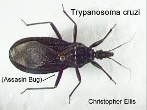 Trypanosoma cruzi Assasin Bug Christopher Ellis Historical Accounts