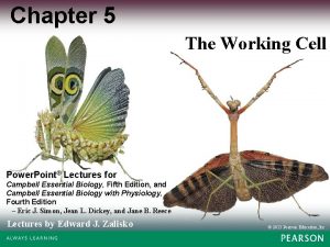 Chapter 5 The Working Cell Power Point Lectures