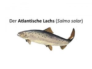 Der Atlantische Lachs Salmo salar Inhalt Kurzinformationen Lebenszyklus