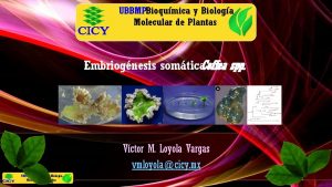 UBBMPBioqumica y Biologa Molecular de Plantas Embriognesis somtica