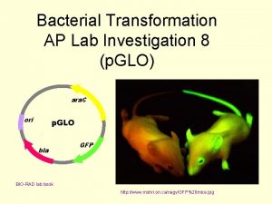 Bacterial Transformation AP Lab Investigation 8 p GLO
