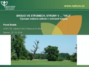 BROUCI VE STROMECH STROMY V HJI Vznam nelesn