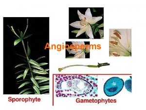 Angiosperms Angiosperms are flowering plants They have true