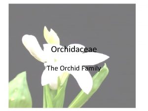 Orchidaceae The Orchid Family Orchidaceae The largest family