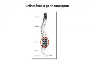 Erhatsok a gerincoszlopon A gerincoszlop magassgnak 20 33