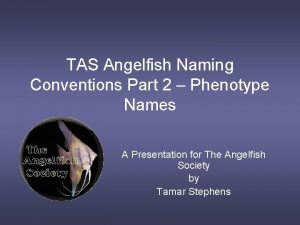 TAS Angelfish Naming Conventions Part 2 Phenotype Names