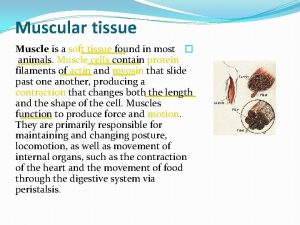 Muscular tissue Muscle is a soft tissue found