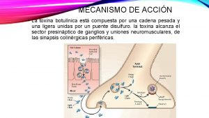 MECANISMO DE ACCIN La toxina botulnica est compuesta