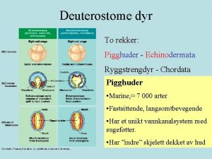 Deuterostome dyr To rekker Pigghuder Echinodermata Ryggstrengdyr Chordata